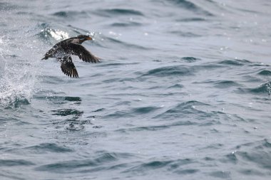 Gergedan auklet (Cerorhinca monocerata), deniz kuşugiller (Cerorhinca) familyasından bir kuş türü. Bu fotoğraf Japonya 'da çekildi..