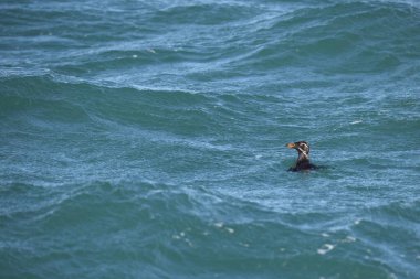 Gergedan auklet (Cerorhinca monocerata), deniz kuşugiller (Cerorhinca) familyasından bir kuş türü. Bu fotoğraf Japonya 'da çekildi..