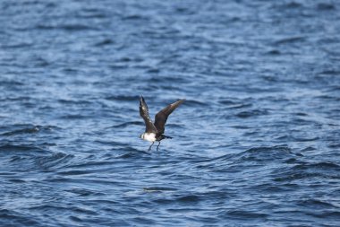 Pomarine jaeger (Stercorarius pomarinus), Stercorariiidae familyasından bir denizkuşu türü. Tropikal okyanuslarda kışı denizde geçiren bir göçmen.. 