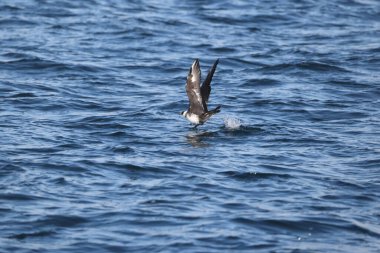 Pomarine jaeger (Stercorarius pomarinus), Stercorariiidae familyasından bir denizkuşu türü. Tropikal okyanuslarda kışı denizde geçiren bir göçmen.. 