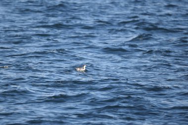 Uzun gagalı murrelet (Brachyramphus perdix), Kuzey Pasifik 'ten gelen küçük bir deniz kuşudur. Bu fotoğraf Japonya 'da çekildi..
