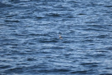 Uzun gagalı murrelet (Brachyramphus perdix), Kuzey Pasifik 'ten gelen küçük bir deniz kuşudur. Bu fotoğraf Japonya 'da çekildi..