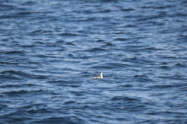 Uzun gagalı murrelet (Brachyramphus perdix), Kuzey Pasifik 'ten gelen küçük bir deniz kuşudur. Bu fotoğraf Japonya 'da çekildi..