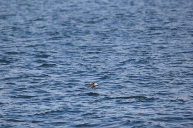 Uzun gagalı murrelet (Brachyramphus perdix), Kuzey Pasifik 'ten gelen küçük bir deniz kuşudur. Bu fotoğraf Japonya 'da çekildi..