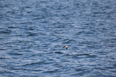 Uzun gagalı murrelet (Brachyramphus perdix), Kuzey Pasifik 'ten gelen küçük bir deniz kuşudur. Bu fotoğraf Japonya 'da çekildi..