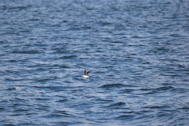 Uzun gagalı murrelet (Brachyramphus perdix), Kuzey Pasifik 'ten gelen küçük bir deniz kuşudur. Bu fotoğraf Japonya 'da çekildi..