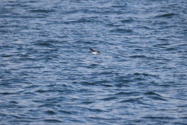 Uzun gagalı murrelet (Brachyramphus perdix), Kuzey Pasifik 'ten gelen küçük bir deniz kuşudur. Bu fotoğraf Japonya 'da çekildi..