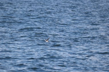 Uzun gagalı murrelet (Brachyramphus perdix), Kuzey Pasifik 'ten gelen küçük bir deniz kuşudur. Bu fotoğraf Japonya 'da çekildi..