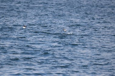 Uzun gagalı murrelet (Brachyramphus perdix), Kuzey Pasifik 'ten gelen küçük bir deniz kuşudur. Bu fotoğraf Japonya 'da çekildi..