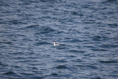 Uzun gagalı murrelet (Brachyramphus perdix), Kuzey Pasifik 'ten gelen küçük bir deniz kuşudur. Bu fotoğraf Japonya 'da çekildi..
