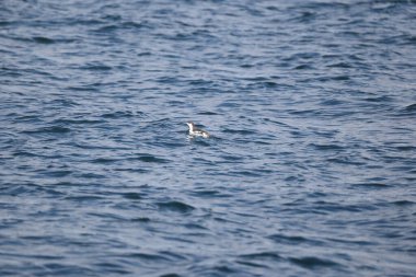 Uzun gagalı murrelet (Brachyramphus perdix), Kuzey Pasifik 'ten gelen küçük bir deniz kuşudur. Bu fotoğraf Japonya 'da çekildi..