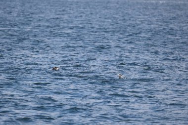 Uzun gagalı murrelet (Brachyramphus perdix), Kuzey Pasifik 'ten gelen küçük bir deniz kuşudur. Bu fotoğraf Japonya 'da çekildi..