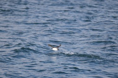Uzun gagalı murrelet (Brachyramphus perdix), Kuzey Pasifik 'ten gelen küçük bir deniz kuşudur. Bu fotoğraf Japonya 'da çekildi..