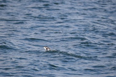 Uzun gagalı murrelet (Brachyramphus perdix), Kuzey Pasifik 'ten gelen küçük bir deniz kuşudur. Bu fotoğraf Japonya 'da çekildi..