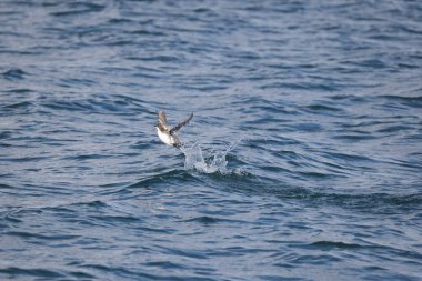 Uzun gagalı murrelet (Brachyramphus perdix), Kuzey Pasifik 'ten gelen küçük bir deniz kuşudur. Bu fotoğraf Japonya 'da çekildi..