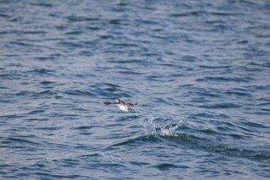 Uzun gagalı murrelet (Brachyramphus perdix), Kuzey Pasifik 'ten gelen küçük bir deniz kuşudur. Bu fotoğraf Japonya 'da çekildi..