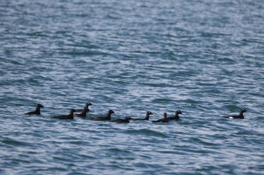 Japonya 'da Asya beyaz kanatlı scoter (Melanitta fusca stejnegeri)