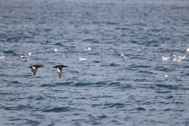 Japonya 'da Asya beyaz kanatlı scoter (Melanitta fusca stejnegeri)
