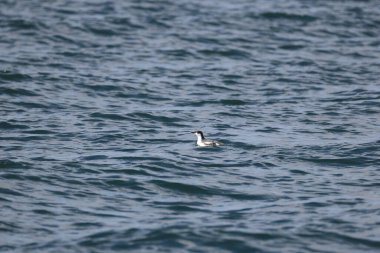 Uzun gagalı murrelet (Brachyramphus perdix), Kuzey Pasifik 'ten gelen küçük bir deniz kuşudur. Bu fotoğraf Japonya 'da çekildi..