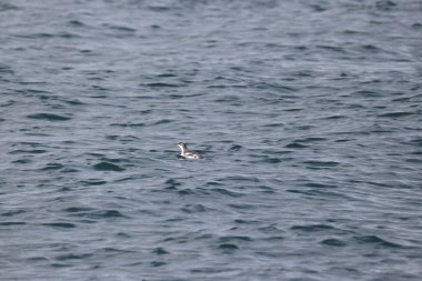 Uzun gagalı murrelet (Brachyramphus perdix), Kuzey Pasifik 'ten gelen küçük bir deniz kuşudur. Bu fotoğraf Japonya 'da çekildi..