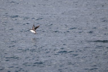 Uzun gagalı murrelet (Brachyramphus perdix), Kuzey Pasifik 'ten gelen küçük bir deniz kuşudur. Bu fotoğraf Japonya 'da çekildi..