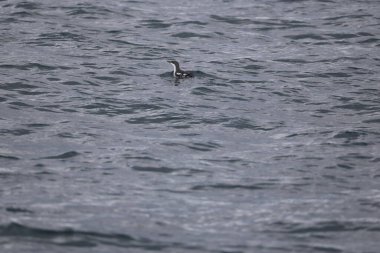 Uzun gagalı murrelet (Brachyramphus perdix), Kuzey Pasifik 'ten gelen küçük bir deniz kuşudur. Bu fotoğraf Japonya 'da çekildi..