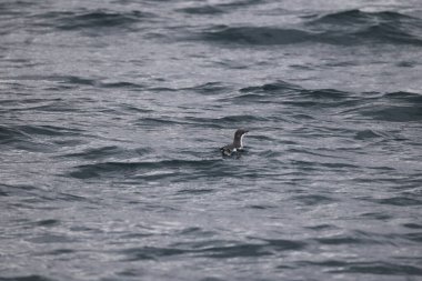 Uzun gagalı murrelet (Brachyramphus perdix), Kuzey Pasifik 'ten gelen küçük bir deniz kuşudur. Bu fotoğraf Japonya 'da çekildi..