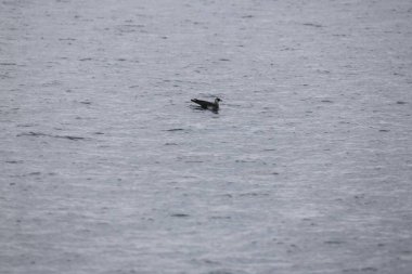Pomarine jaeger (Stercorarius pomarinus), Stercorariiidae familyasından bir denizkuşu türü. Tropikal okyanuslarda kışı denizde geçiren bir göçmen.. 