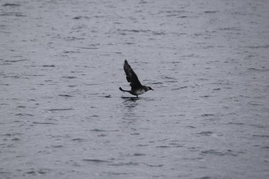 Pomarine jaeger (Stercorarius pomarinus), Stercorariiidae familyasından bir denizkuşu türü. Tropikal okyanuslarda kışı denizde geçiren bir göçmen.. 