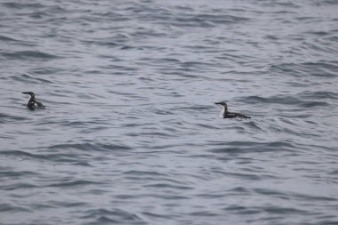 Uzun gagalı murrelet (Brachyramphus perdix), Kuzey Pasifik 'ten gelen küçük bir deniz kuşudur. Bu fotoğraf Japonya 'da çekildi..
