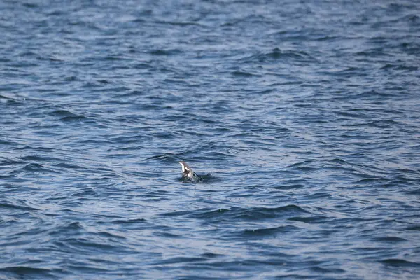 Uzun gagalı murrelet (Brachyramphus perdix), Kuzey Pasifik 'ten gelen küçük bir deniz kuşudur. Bu fotoğraf Japonya 'da çekildi..