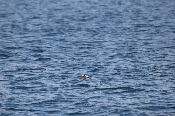 Uzun gagalı murrelet (Brachyramphus perdix), Kuzey Pasifik 'ten gelen küçük bir deniz kuşudur. Bu fotoğraf Japonya 'da çekildi..