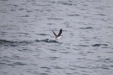 Uzun gagalı murrelet (Brachyramphus perdix), Kuzey Pasifik 'ten gelen küçük bir deniz kuşudur. Bu fotoğraf Japonya 'da çekildi..