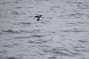 Uzun gagalı murrelet (Brachyramphus perdix), Kuzey Pasifik 'ten gelen küçük bir deniz kuşudur. Bu fotoğraf Japonya 'da çekildi..