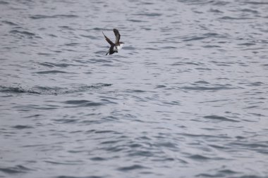 Uzun gagalı murrelet (Brachyramphus perdix), Kuzey Pasifik 'ten gelen küçük bir deniz kuşudur. Bu fotoğraf Japonya 'da çekildi..