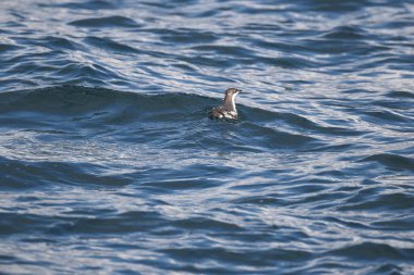 Uzun gagalı murrelet (Brachyramphus perdix), Kuzey Pasifik 'ten gelen küçük bir deniz kuşudur. Bu fotoğraf Japonya 'da çekildi..
