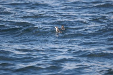 Uzun gagalı murrelet (Brachyramphus perdix), Kuzey Pasifik 'ten gelen küçük bir deniz kuşudur. Bu fotoğraf Japonya 'da çekildi..