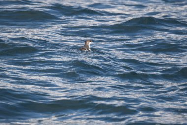 Uzun gagalı murrelet (Brachyramphus perdix), Kuzey Pasifik 'ten gelen küçük bir deniz kuşudur. Bu fotoğraf Japonya 'da çekildi..