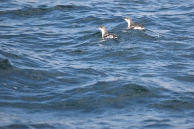 Uzun gagalı murrelet (Brachyramphus perdix), Kuzey Pasifik 'ten gelen küçük bir deniz kuşudur. Bu fotoğraf Japonya 'da çekildi..