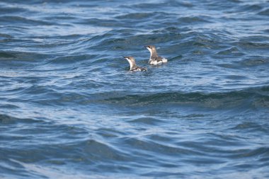 Uzun gagalı murrelet (Brachyramphus perdix), Kuzey Pasifik 'ten gelen küçük bir deniz kuşudur. Bu fotoğraf Japonya 'da çekildi..