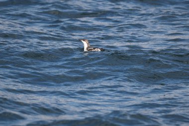 Uzun gagalı murrelet (Brachyramphus perdix), Kuzey Pasifik 'ten gelen küçük bir deniz kuşudur. Bu fotoğraf Japonya 'da çekildi..
