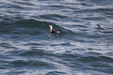 Uzun gagalı murrelet (Brachyramphus perdix), Kuzey Pasifik 'ten gelen küçük bir deniz kuşudur. Bu fotoğraf Japonya 'da çekildi..