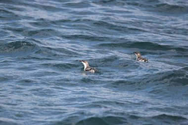 Uzun gagalı murrelet (Brachyramphus perdix), Kuzey Pasifik 'ten gelen küçük bir deniz kuşudur. Bu fotoğraf Japonya 'da çekildi..