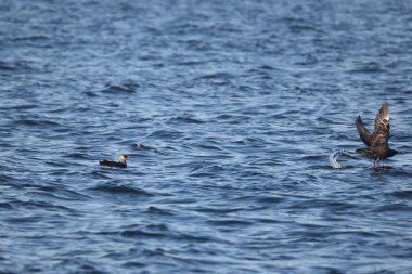 Pomarine jaeger (Stercorarius pomarinus), Stercorariiidae familyasından bir denizkuşu türü. Tropikal okyanuslarda kışı denizde geçiren bir göçmen.. 