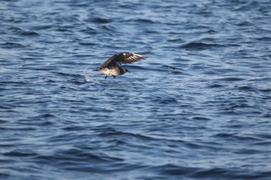 Pomarine jaeger (Stercorarius pomarinus), Stercorariiidae familyasından bir denizkuşu türü. Tropikal okyanuslarda kışı denizde geçiren bir göçmen.. 