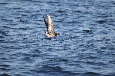 Pomarine jaeger (Stercorarius pomarinus), Stercorariiidae familyasından bir denizkuşu türü. Tropikal okyanuslarda kışı denizde geçiren bir göçmen.. 