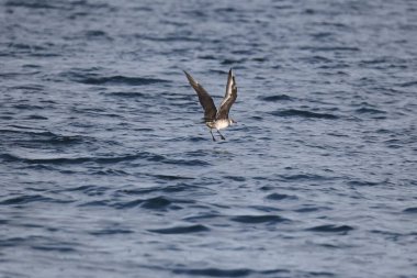Pomarine jaeger (Stercorarius pomarinus), Stercorariiidae familyasından bir denizkuşu türü. Tropikal okyanuslarda kışı denizde geçiren bir göçmen.. 