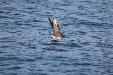 Pomarine jaeger (Stercorarius pomarinus), Stercorariiidae familyasından bir denizkuşu türü. Tropikal okyanuslarda kışı denizde geçiren bir göçmen.. 