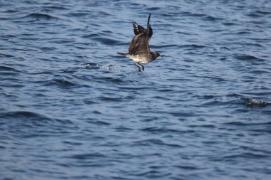 Pomarine jaeger (Stercorarius pomarinus), Stercorariiidae familyasından bir denizkuşu türü. Tropikal okyanuslarda kışı denizde geçiren bir göçmen.. 