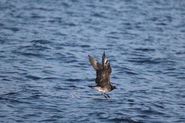 Pomarine jaeger (Stercorarius pomarinus), Stercorariiidae familyasından bir denizkuşu türü. Tropikal okyanuslarda kışı denizde geçiren bir göçmen.. 
